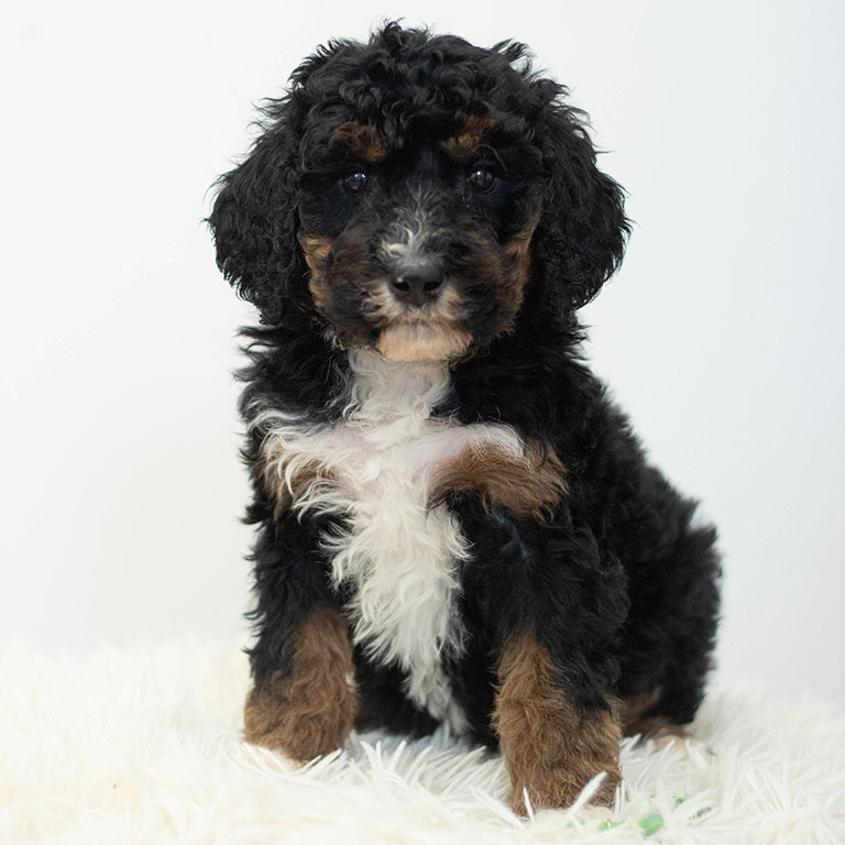 mini-bernedoodle-3 Black and brown mini Bernedoodle puppy