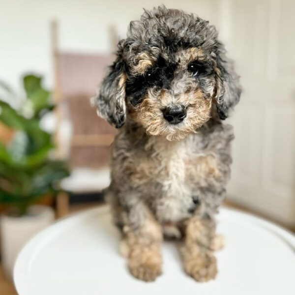 mini Bernedoodle puppy