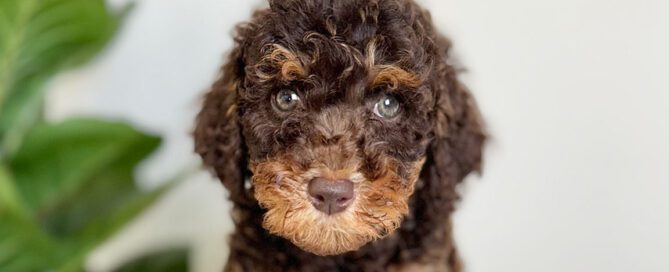 Brown mini Bernedoodle puppy