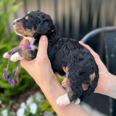 Person holding a puppy to figure out how big do mini Bernedoodles get 