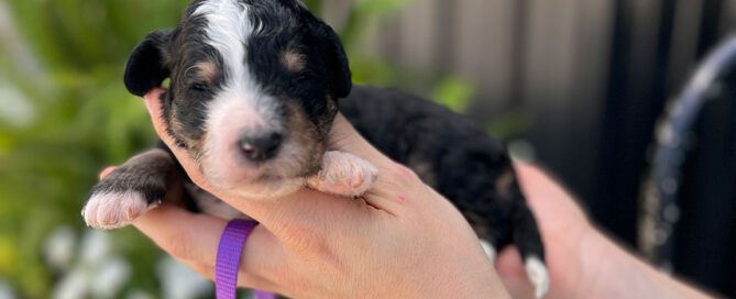 Mini Bernedoodle at Double U Doodles
