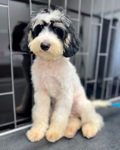 Bernedoodle with a tri-color coat