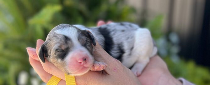 Bernedoodle puppy with a yellow collar