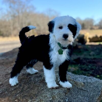 Black and white Sheepadoodle puppy at Double U Doodles with an excellent Shepadoodle lifespan