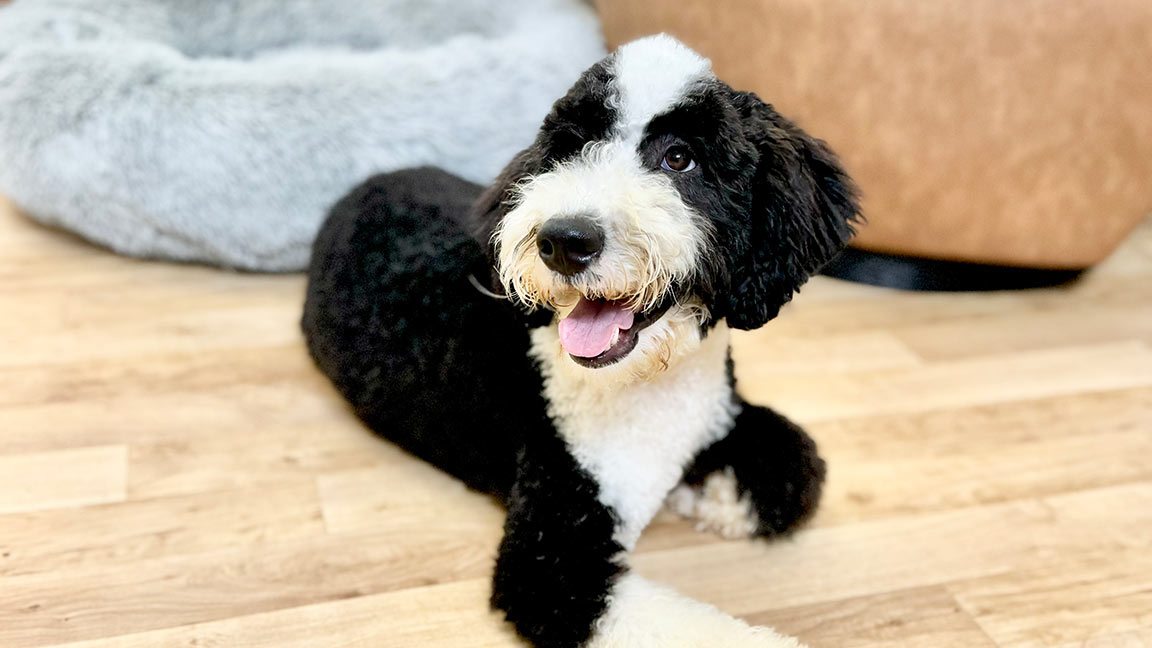 Adult Sheepadoodle from Double U Doodles