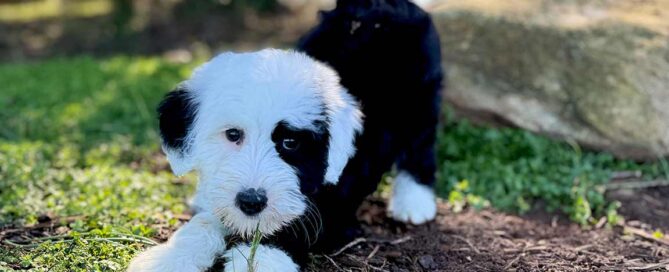 Sheepadoodle puppy for sale at Double U Doodles