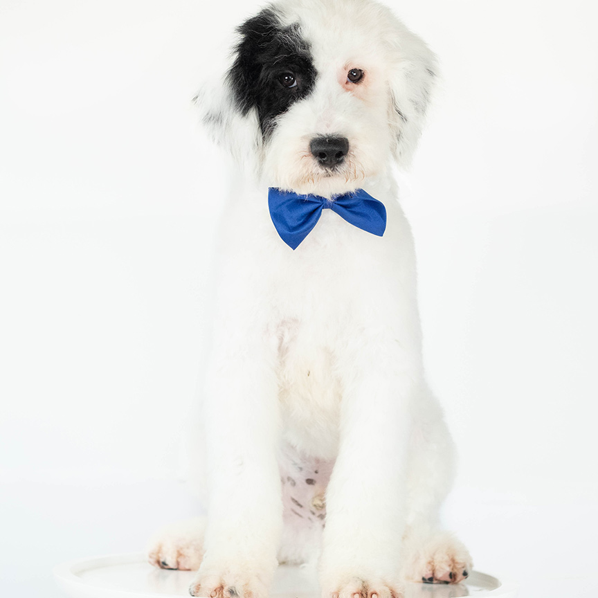 Adult Sheepadoodle For Sale in Virginia