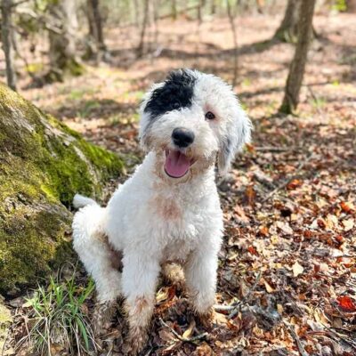 Sheepadoodle puppy playing in the forest
