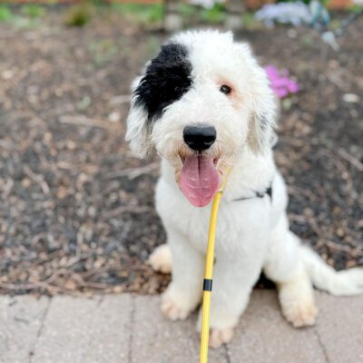 Healthy Sheepadoodle puppies at Double U Doodles