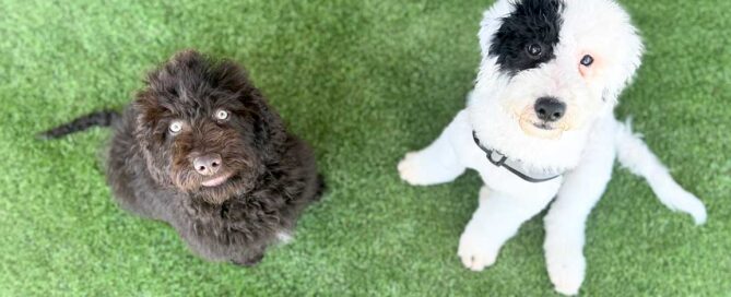 Sheepadoodle puppies near me at Double U Doodles