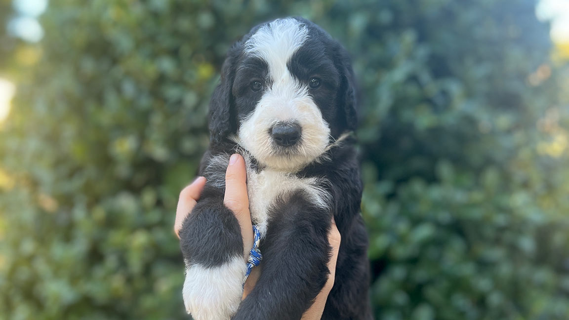 Sheepadoodle puppy with a bush in the background