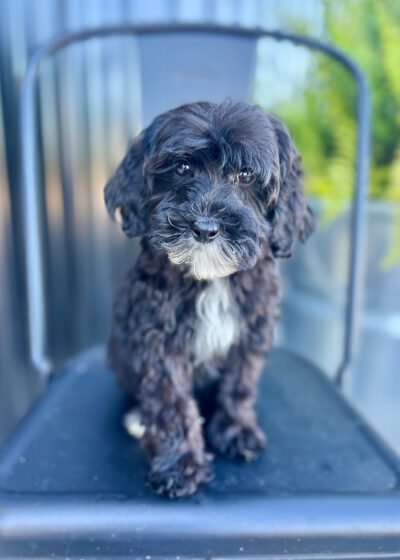 Black and white Sheepadoodle puppy on a black chair