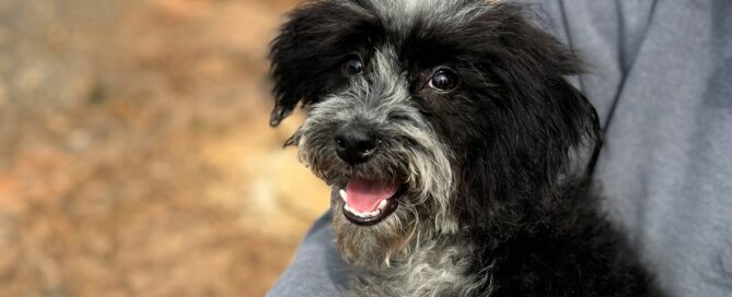 Sheepadoodle puppy at Double U Doodles