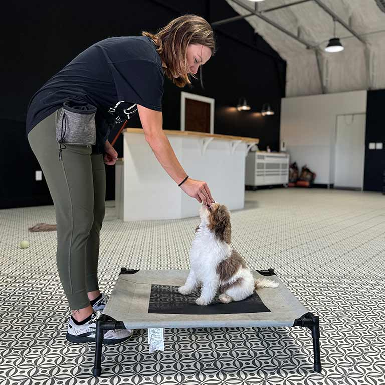 ethical Bernedoodle breeder training one of her puppies