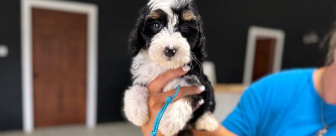 Puppy from an ethical Bernedoodle breeder, Double U Doodles