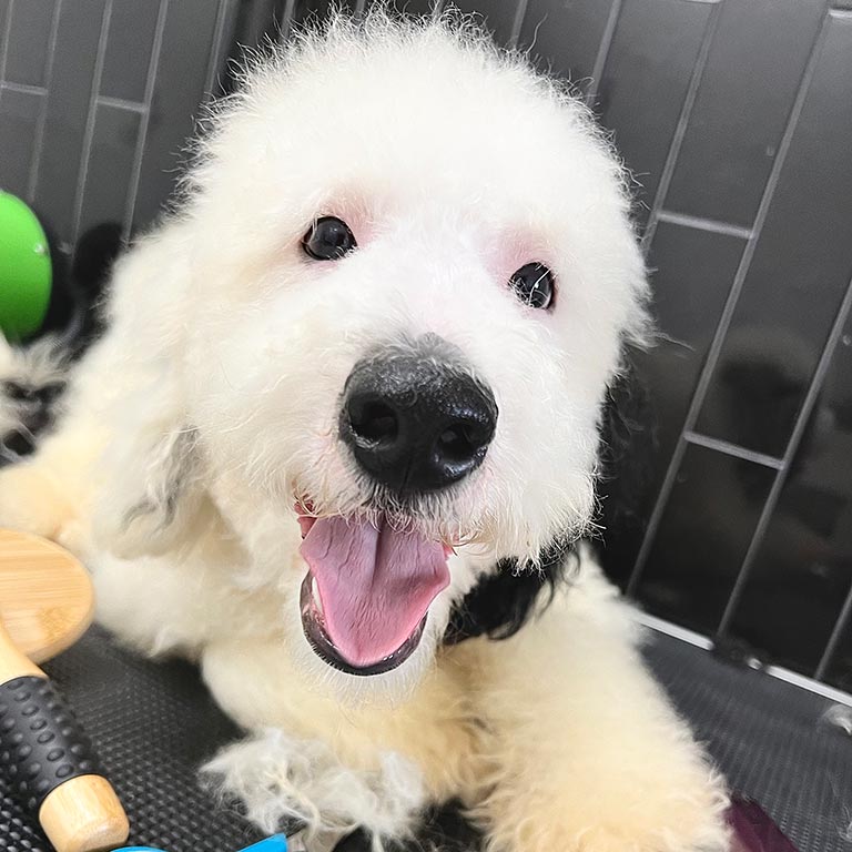 Close up of the face of a full grown Sheepadoodle