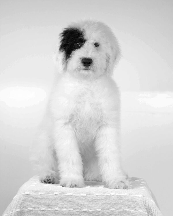 Black and white full grown Sheepadoodle at Double U Doodles