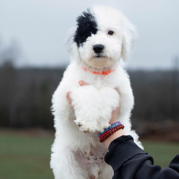 Full grown sheepadoodle being held in the air