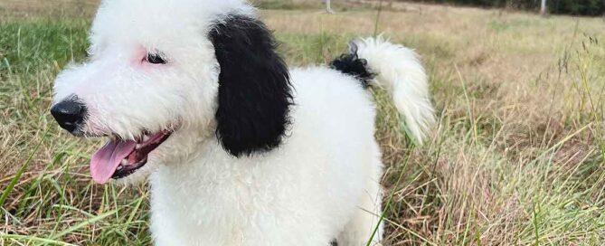 Full grown Sheepadoodle at Double U Doodles