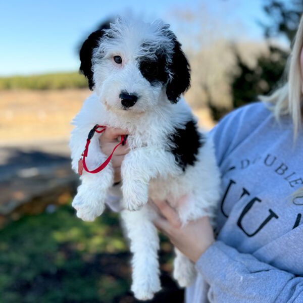 Trainer holding a Sheepadoodle puppy