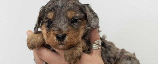 Mini Bernedoodle at Double U Doodles