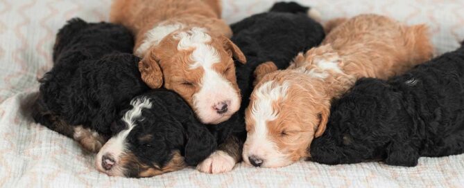 Are Mini Bernedoodles Hypoallergenic? Puppies sleeping