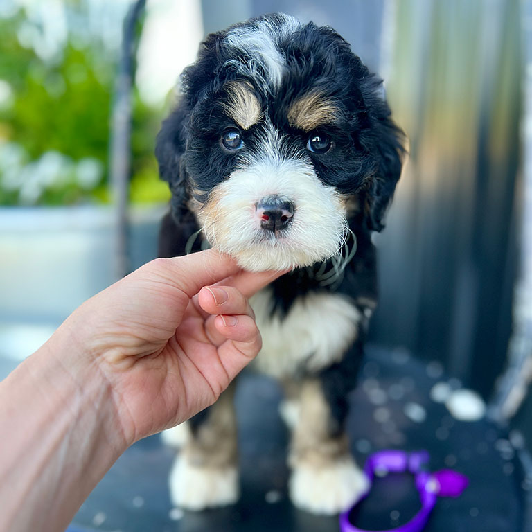 Are mini Bernedoodles good with kids 2 Mini Bernedoodle puppy