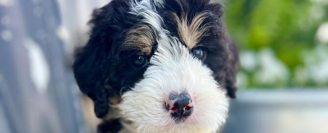 Close up on the face of a Mini Bernedoodle puppy