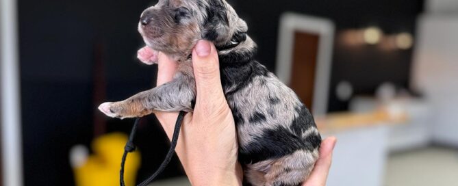 How to Train a Mini Bernedoodle puppy