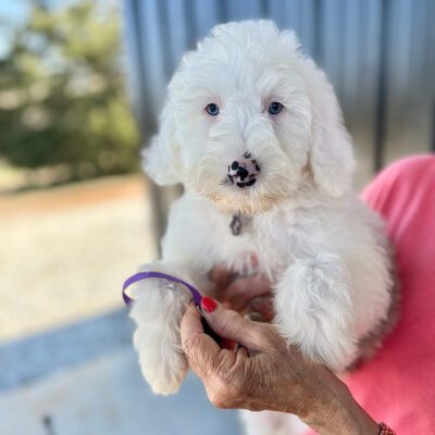 white Sheepadoodle