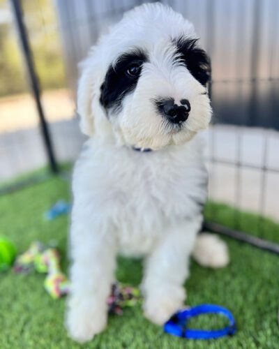 Black and white Sheepadoodle playing