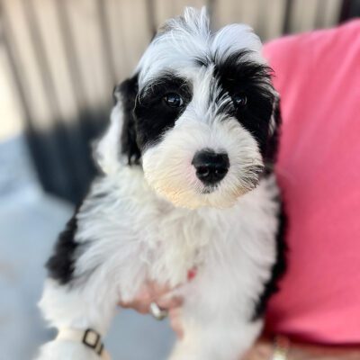 Black and white Sheepadoodle puppy at Double U Doodles
