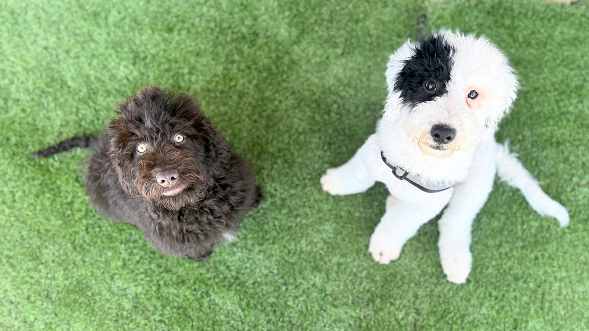 Two Sheepadoodles sitting in the grass