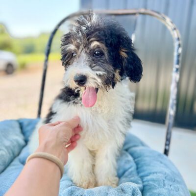 How to groom a mini Bernedoodle