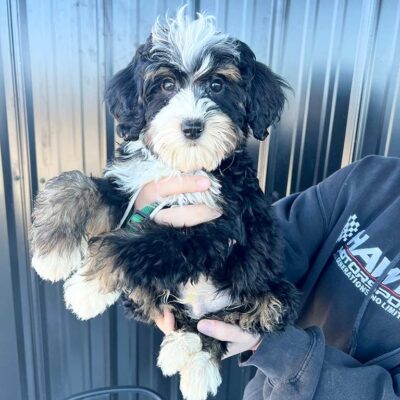 Mini Bernedoodle with long hair