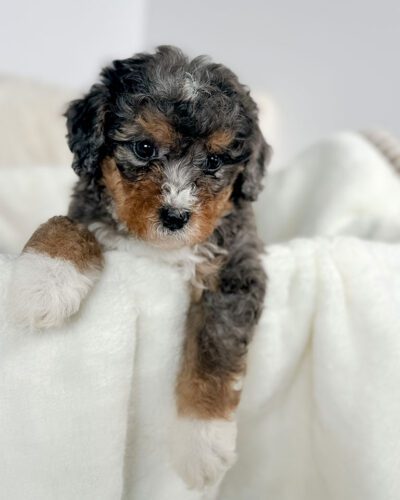 Mini Bernedoodle grooming