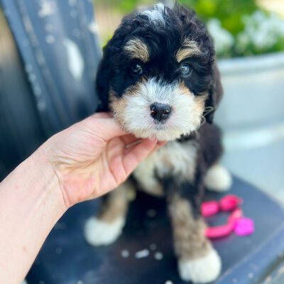 Mini Bernedoodle puppy at Double U Doodles