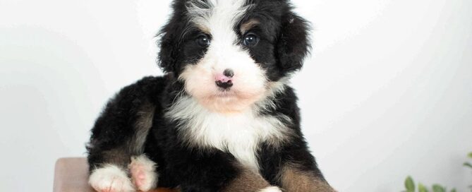 Mini Bernedoodle puppy right after a professional grooming