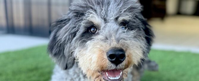 Mini Bernedoodle vs. Standard Bernedoodle: Which One Is Right for You?