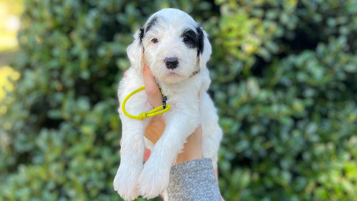 Sheepadoodle Breeder in Louisiana