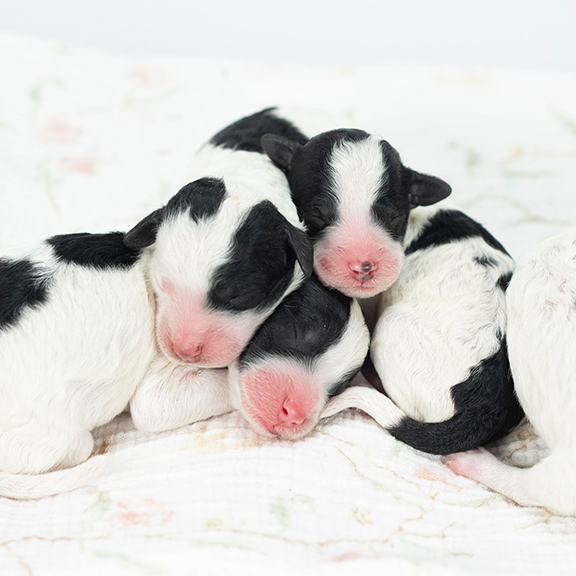 Sheepadoodle puppies for sale in Louisiana