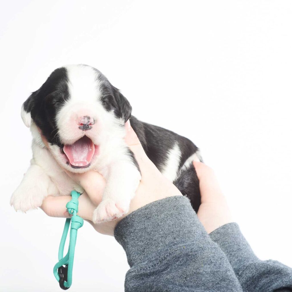 Sheepadoodle Puppy Missouri