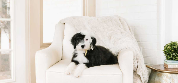 Sheepadoodle on a couch in LA
