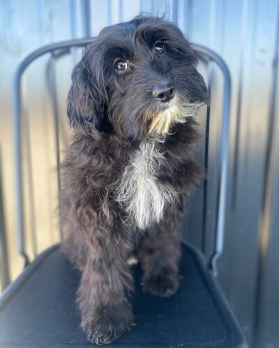 Black sheepadoodle on a black chair