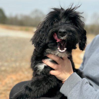 Black Sheepadoodle at Double U Doodles