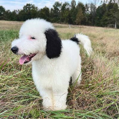 Black and white Sheepadoodle