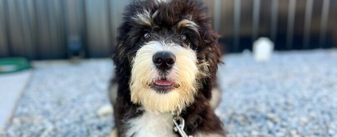 Mini Bernedoodle puppy for sale at Double U Doodles