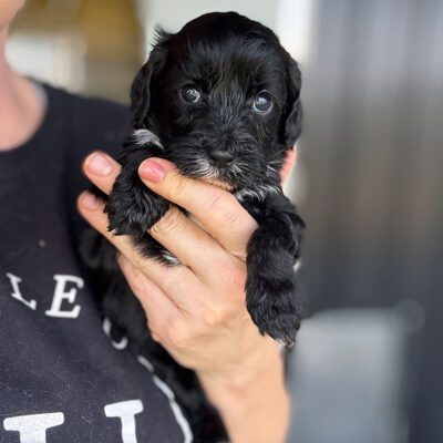 Breeder at Double U Doodles holding a black Sheepadoodle