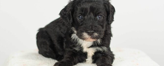 Black Sheepadoodle at Double U Doodles