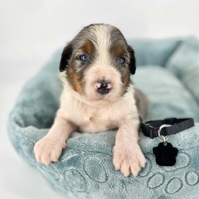 Mirco Bernedoodle puppy in a dog bed at Double U Doodles